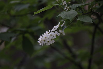 Close-up of white flower tree