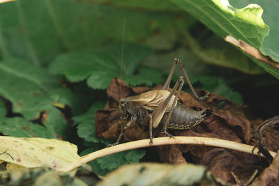 Macro world on askhi mountain