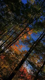 Low angle view of trees