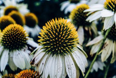 Close-up of coneflowers blooming outdoors