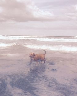 Dog in shallow water at seaside