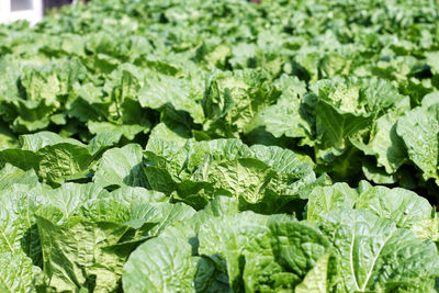 Full frame shot of fresh green plants in field