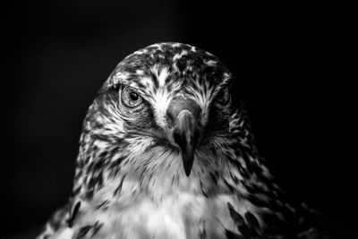 Portrait of hawk on black background