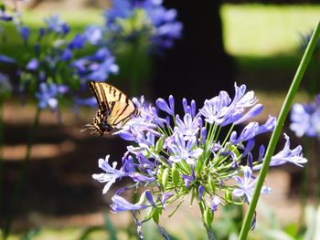 Close-up of butterfly pollinating on purple flower