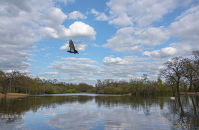 Bird flying over lake against sky