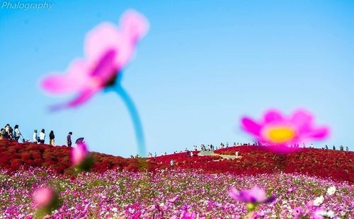 Close-up of fresh pink flowers blooming against clear blue sky