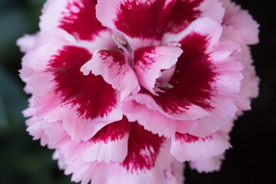 Extreme close-up of pink flower blooming at park