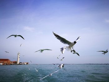 Seagulls flying over sea