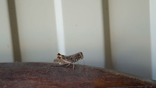 Close-up of insect on wall