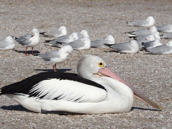 High angle view of seagulls