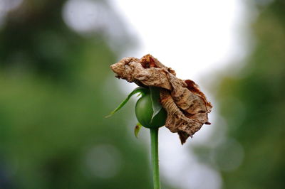 Close-up of plant