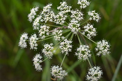 Close-up of white flowering plant