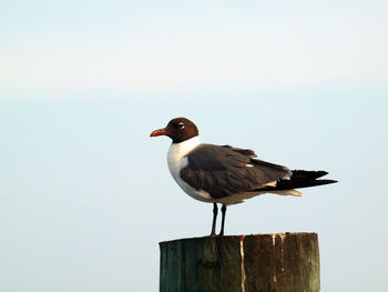 Seagull perching on wooden post against sky