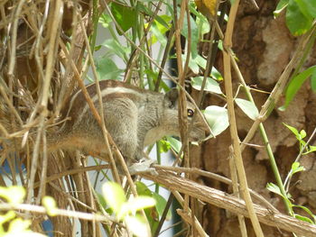 Close-up of an animal