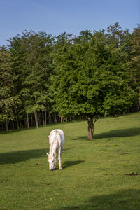 View of dog on field