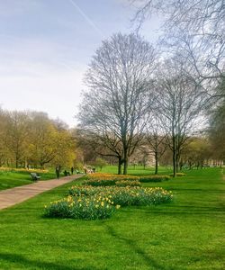 View of flower trees on field