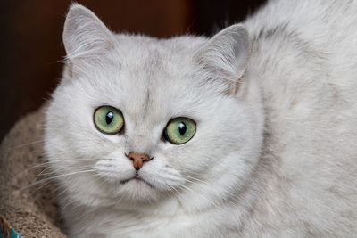 pet