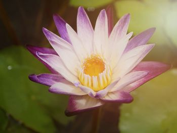 Close-up of water lily