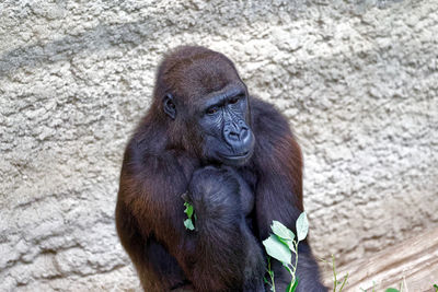 Portrait of black sitting against wall in zoo