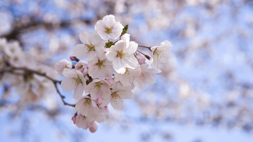 Close-up of white cherry blossom plant