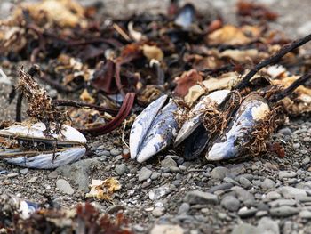 Close-up of dry crab on beach