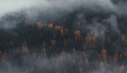 Panoramic view of trees in forest against sky