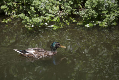 Immature mallard drake anas platyrhynchos swimming in a pond