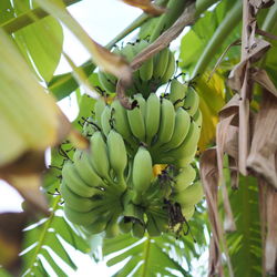 Low angle view of banana tree
