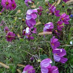 Close-up of purple flowers blooming in field