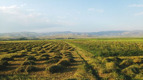 Scenic view of agricultural field against sky