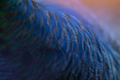 Close-up of peacock