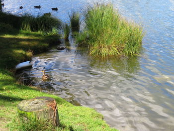 High angle view of lake amidst trees