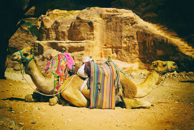 View of an animal relaxing on rock