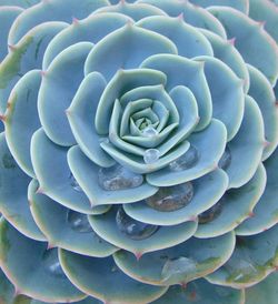 Full frame shot of succulent plant