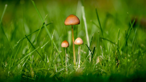 Close-up of mushroom growing on field