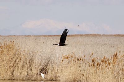 Bird flying in a field
