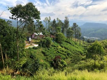 Trees and plants growing on land against sky