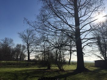 Bare trees on grassy field