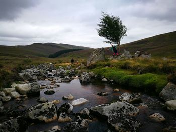 Stream passing through a forest