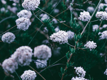 Close-up of white flowering plants during winter