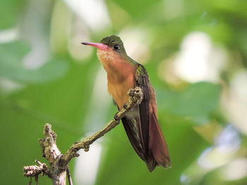 Close-up of bird perching on tree