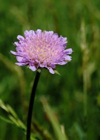 Close-up of pink flower blooming outdoors