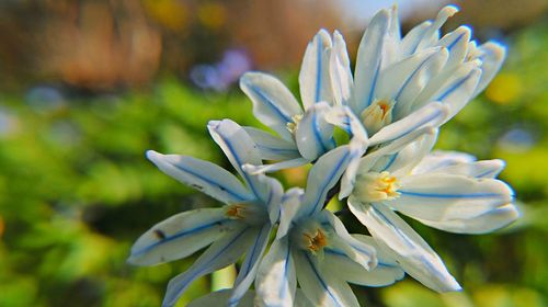 Close-up of white flower