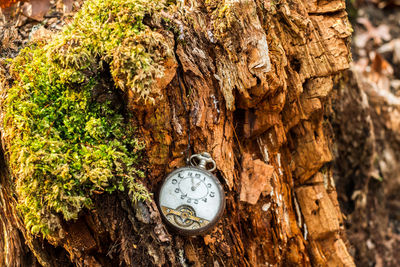 Close-up of clock on tree trunk