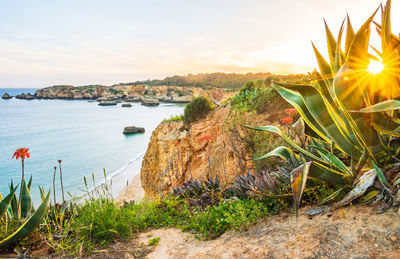 Praia do alemão overlooked in the sunset from flowery coastline near portimão in algarve, portugal