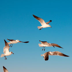 Low angle view of seagulls flying against clear blue sky