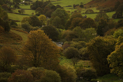 High angle view of trees in forest