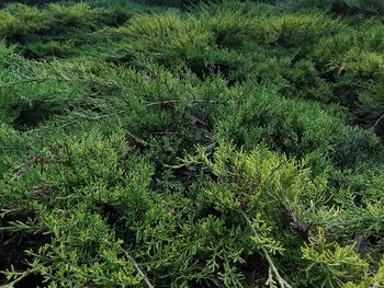 Full frame shot of trees growing on field