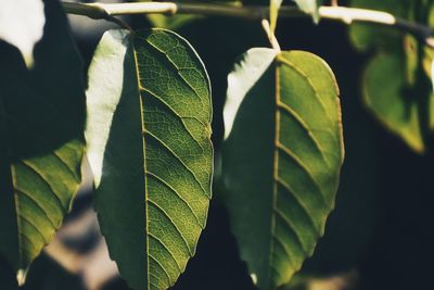 Close-up of leaves