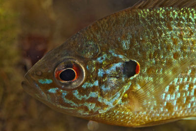 Underwater photo of the pumpkinseed, lepomis gibbosus in soderica lake, croatia